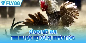 gà chọi việt nam